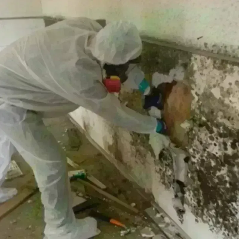 Mold Remediation and Removal in Blacksburg, VA